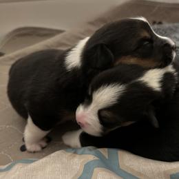 Pembroke Welsh Corgi Puppies from Blue Angel Kennels