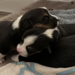 Pembroke Welsh Corgi Puppies from Blue Angel Kennels