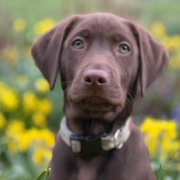 Labrador Retrievers from Southfork Retrievers