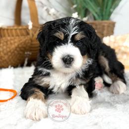 Orange male - Tri-color male Bernedoodle puppy in Waukesha, Wisconsin from Bernedoodle Boutique (and Cavapoos)