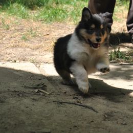 "Look out, world!" Collie Puppies from Collies of Wych