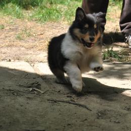 "Look out, world!" Collie Puppies from Collies of Wych