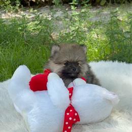 Knight Titan - Wolf sable male Pomeranian puppy in Naples, Florida from 🤎 Dreaming Puppies 🐶