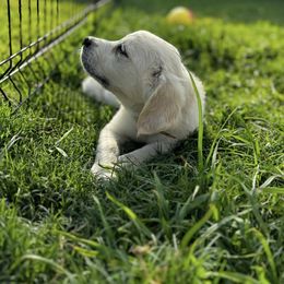 Golden Retriever Puppies from Lakemist Retrievers
