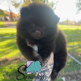 Flynn-3250.00 dollars - Chocolate and tan male Pomeranian puppy in Perry County, Ohio from Speechless Pom’s