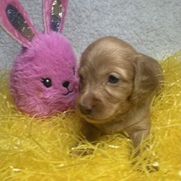 Girl 2 - Red Dachshund puppy in Mesquite, Texas from AB Dachshund