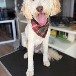 Levi - Goldendoodle