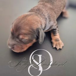 Annie AKC Shaded Red - Red female Dachshund puppy in Los Angeles, California from Sterling Dachshunds
