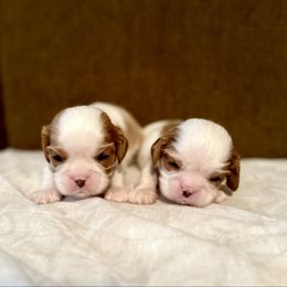 Boy 1 - Blenheim male Cavalier King Charles Spaniel puppy in Creedmoor, North Carolina from Cavalier Obsession