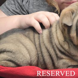 Chinese Shar-Pei Puppies from Melanie's Chinese Shar-Pei