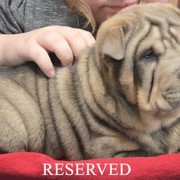 Chinese Shar-Pei Puppies from Melanie's Chinese Shar-Pei