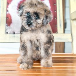 Orange - Merle female Whoodle puppy in Youngstown, Florida from Wonderland’s Boujie Kennels