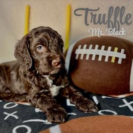 Truffle - Chocolate male Australian Labradoodle puppy in Richmond, Kentucky from Happy Time Doodles