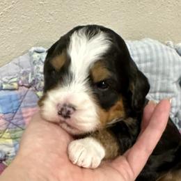 Girl 3 - Tri-color female Bernedoodle puppy in Janesville, Wisconsin from Zakadoodles