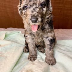 Double Doodle and Labradoodle Puppies from Molly’s Doodles