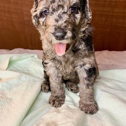Double Doodle and Labradoodle Puppies from Molly’s Doodles