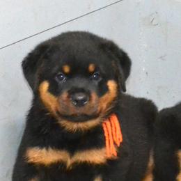 ORANGE COLLAR - Black and mahogany female Rottweiler puppy in Dawson Springs, Kentucky from Lakeview Rottweilers