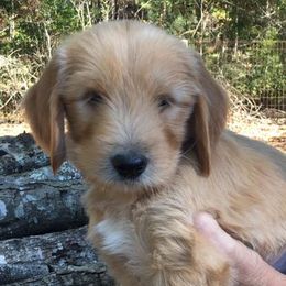 Goldendoodles from Doodle Creek Farm