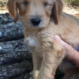 Goldendoodles from Doodle Creek Farm