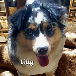 Lilly - Miniature Australian Shepherd