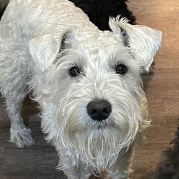 Barney - Miniature Schnauzer