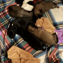 Coton de Tulear Puppies from Avana cotons