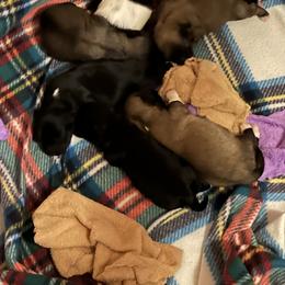 Coton de Tulear Puppies from Avana cotons