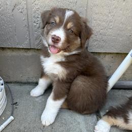 Boy 3 - male Australian Shepherd puppy in Eugene, Oregon from Sadie Blue's Willamette Valley Aussies