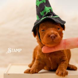 Stamp - Red male Australian Labradoodle puppy in Redding, California from Shasta Royal Monroe Puppies