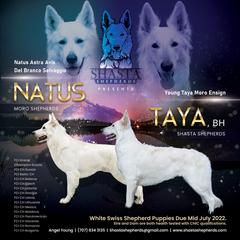 Berger Blanc Suisses from Shasta Shepherds