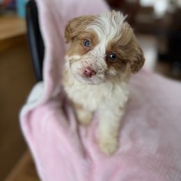 Molly - Brown and white female Aussiedoodle puppy in Lowville, New York from Adirondack Labradoodles