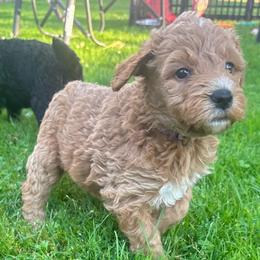 Purple girl - Apricot female Goldendoodle puppy in Strattanville, Pennsylvania from Goldhaly Peach Doodles