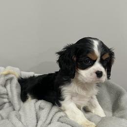 Cavalier King Charles Spaniel Puppies from Kentucky Cavalier King Charles Spaniels