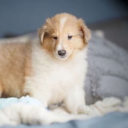 Dragon - Sable merle and white Collie puppy in Virginia from Blackberry Hills Cattle dogs and Collies