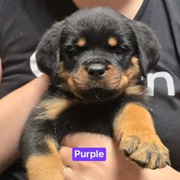 Girl 4 - Black and mahogany female Rottweiler puppy in Hamburg, New York from World Class Rottweilers And French bulldogs