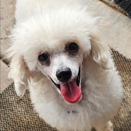 Poodle puppies from Effervescent-Pooches