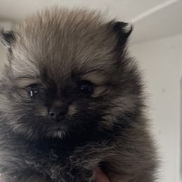 Bear - Cream sable Pomeranian puppy in Denver, Colorado from Melrey's paws