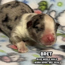Bret - Blue merle male Australian Shepherd puppy in Bethany, Connecticut from Wynter Thyme Manor Australian shepherds