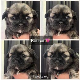 Kansas - Black and tan female Shih Tzu puppy in Orange, California from Shih Tzu Hauz