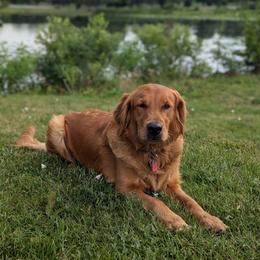Harper - Golden Retriever