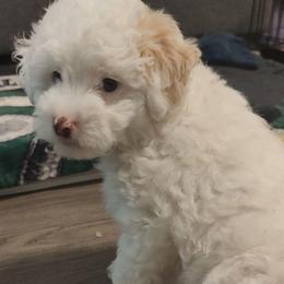 Girl 1 - White female Lowchen puppy in Aliso Viejo, California from Angel Pups