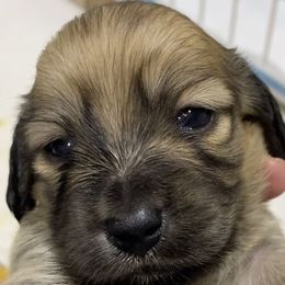 Boy 1 - Cream Dachshund puppy in Vanceburg, Kentucky from Faith Ann's Dachshunds