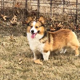 Mak - Pembroke Welsh Corgi