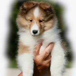 Shetland Sheepdog puppies from Cathance Shetland Sheepdogs