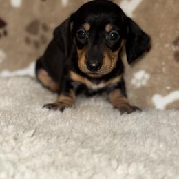 AKC Luka - Black and tan male Dachshund puppy in Indiana from Dani’s Darling Doxies