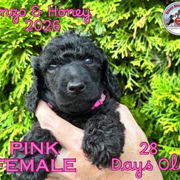 Girl 5 - Black female Poodle puppy in Tullahoma, Tennessee from Urban Hero Poodles