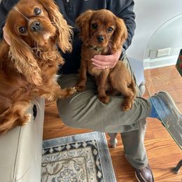 Cavalier King Charles Spaniel All Grown Up from Royal Flush Cavaliers