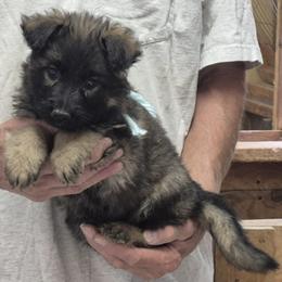 Boy 3 Mint - Sable male German Shepherd puppy in Lake George, Colorado from High Country German Shepherds