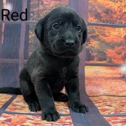 Goldendoodle, Golden Retriever, Labradoodle, and Labrador Retriever Puppies from Robertson's Retrievers and Doodles