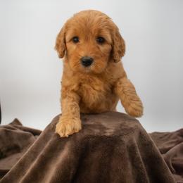 Sage Purple - Red  female Goldendoodle puppy in Lafayette, Alabama from Sweethaven Kennels